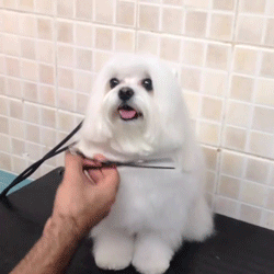 宠物行业BP及研究报告文档合集